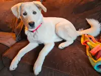 REDUCED PRICE-Sweet Husky Pup