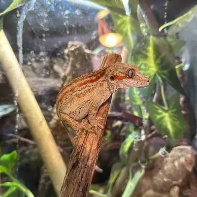 Gargoyle Gecko- Female Orange Stripe, View more