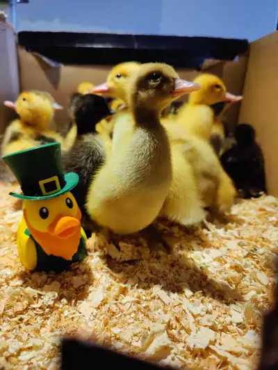 Ducklings, View more