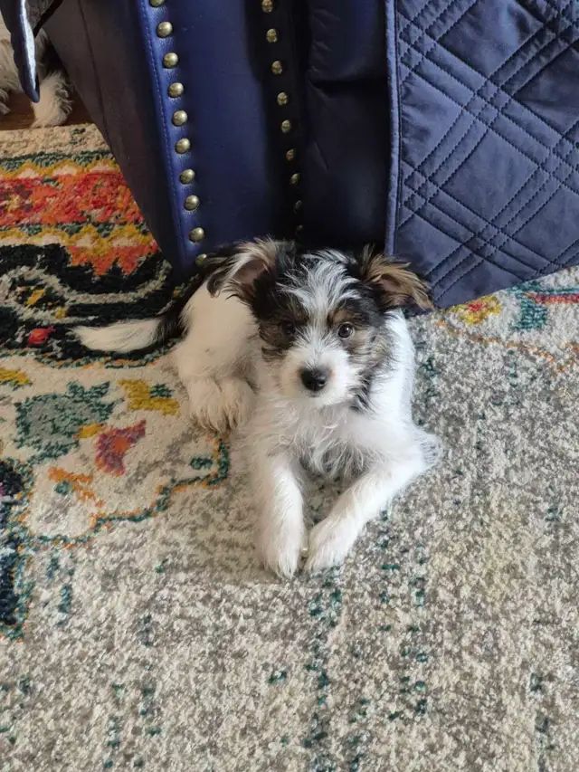 YORKIE PUPPIES FOR SALE in Dogs & Puppies for Rehoming in City of Toronto - Image 2