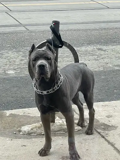 Rehoming my blue male cane corso (17 months old) friendly and raised with cats. Located downtown, To...