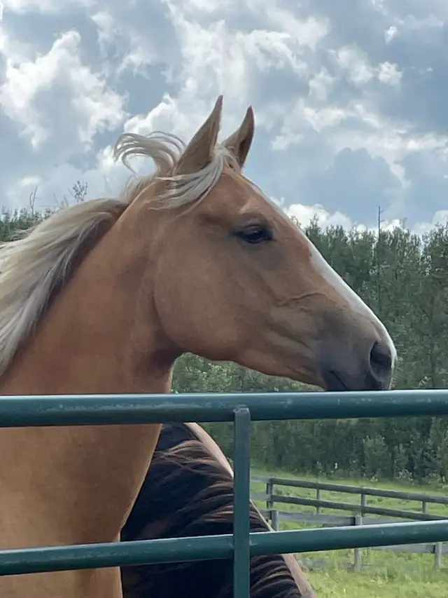 AQHA registered filly in Horses & Ponies for Rehoming in Edmonton - Image 6