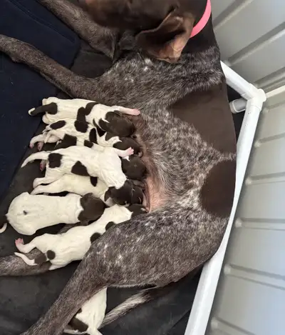 Ckc Registered GSP Puppies, View more