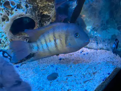 Wild Severum , View more