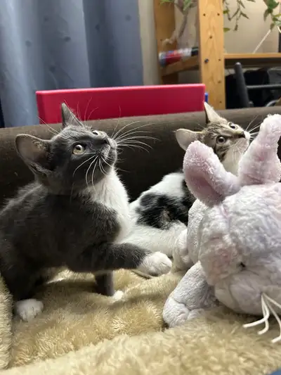 Tabby Kitten, View more