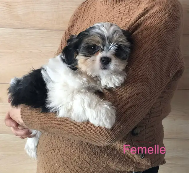 Morkies tricolores au pelage fourni ! in Dogs & Puppies for Rehoming in Victoriaville - Image 3