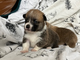 PUREBRED PEMBROKE WELSH CORGI PUPPIES, View more