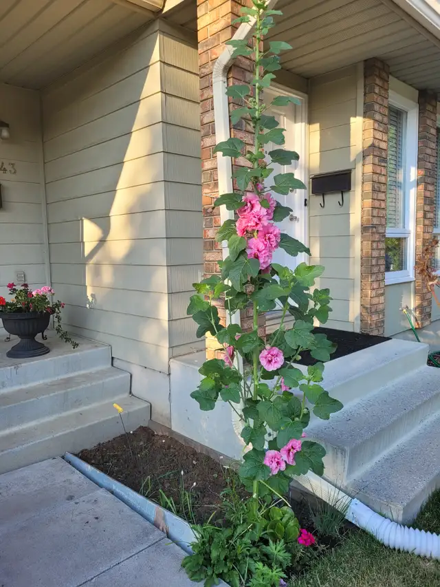 hollyhock plants63023586389507121