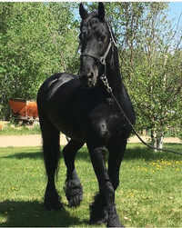 Registered KFPS Freisian Stallion