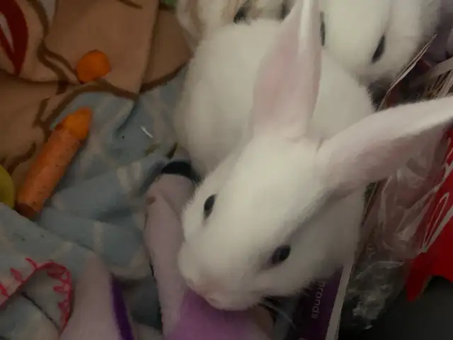 Bunnnies in need of forever home in Small Animals for Rehoming in Mississauga / Peel Region - Image 4