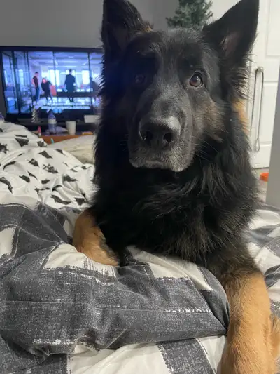 REHOMING: Meet Alfredo – Our Beautiful Long-Haired German Shepherd It breaks our hearts, but we are...