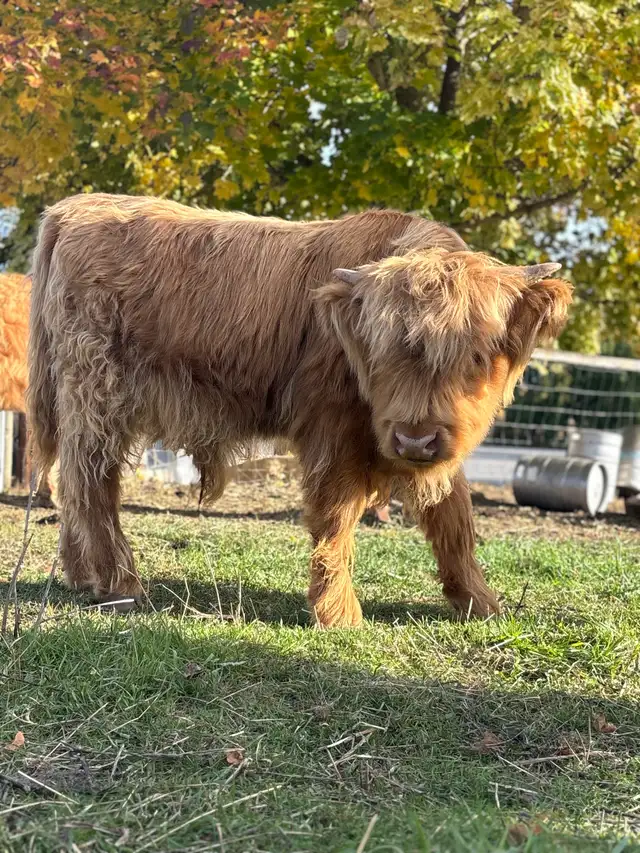 Highland cow and bull calf for sale in Livestock in Nelson - Image 3