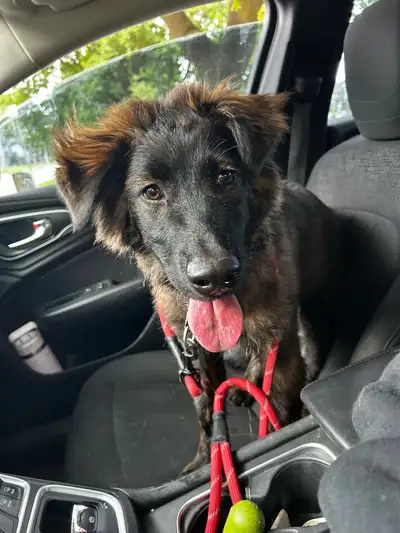 4 month old Dutch Shepherd/Boarder Collie, View more