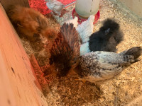 4 week + chickens for sale 
