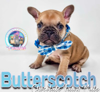 CKC French Bulldogs - Health Tested