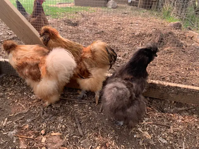 100% PURE BRED silkie hatching eggs!!! | Livestock | St. Albert | Free ...