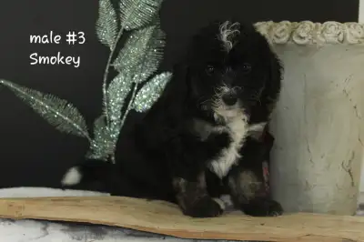 Mini F1b Bernedoodle Puppies, View more