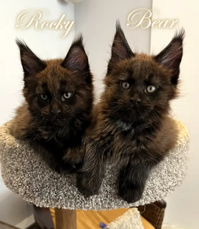 Registered Purebred Maine Coon Kittens in Cats & Kittens for Rehoming in Victoria - Image 3