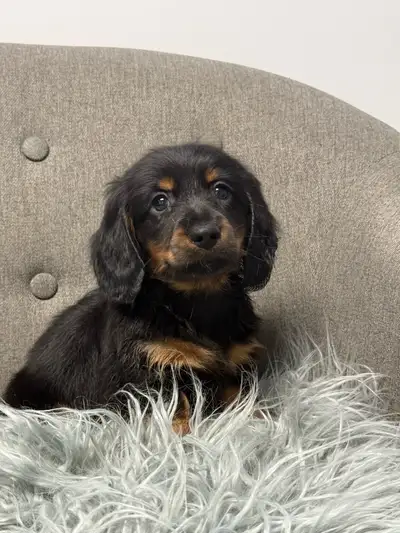 Dachshund puppies, View more