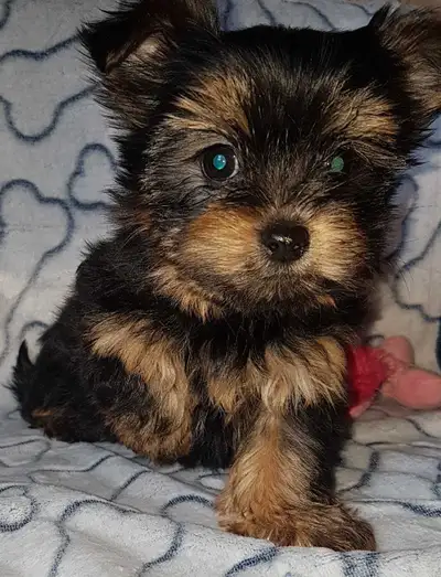 ** Yorkshire Terrier Puppy **, View more