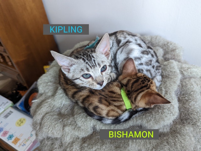 3 Left: Bengal Tabby Kittens (12 weeks) Ready To Go! | Cats & Kittens