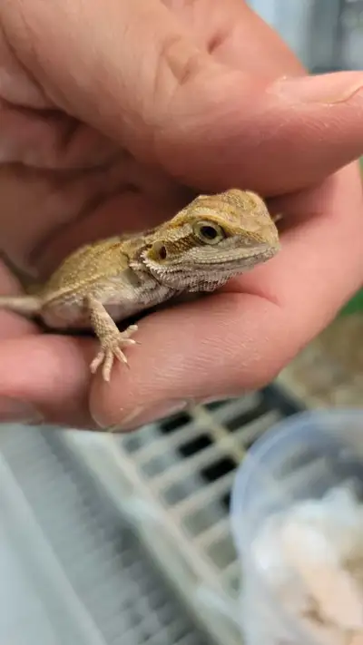 baby bearded dragon, View more