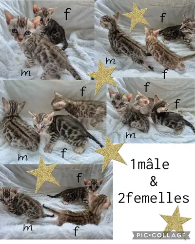 1 mâle et 1 femelle bengal , Voir plus