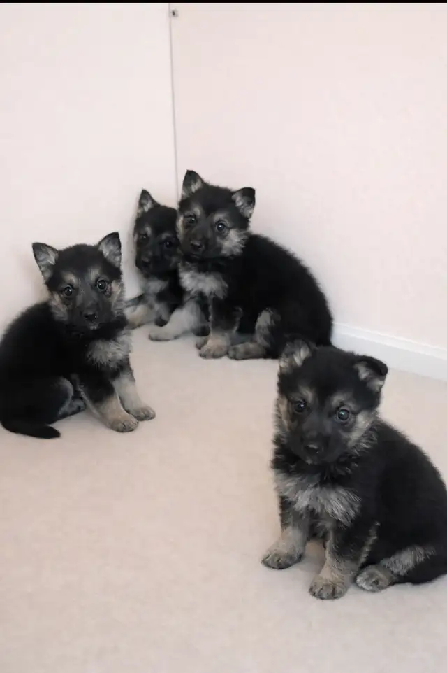  German Shepherd Puppies FOR SALE  in Dogs & Puppies for Rehoming in Kitchener / Waterloo - Image 2