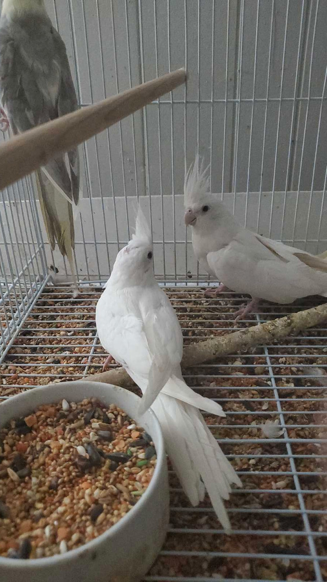Cockatiels  in Birds for Rehoming in Chatham-Kent