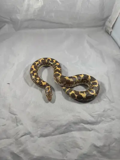 Sand boas will trade, View more