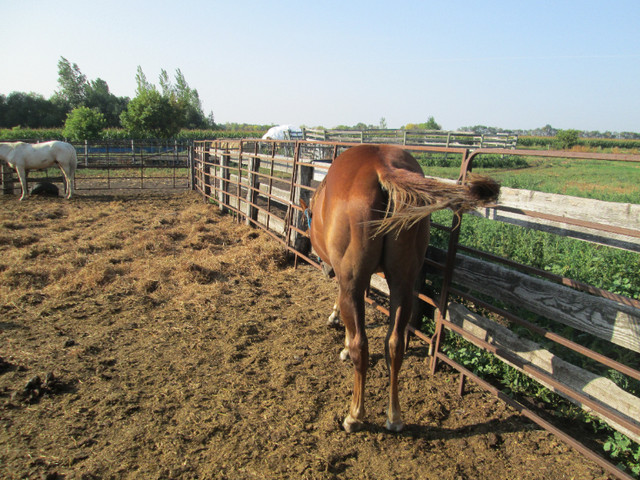 2 YEAR OLD AQHA GELDING in Horses & Ponies for Rehoming in Portage la Prairie - Image 3