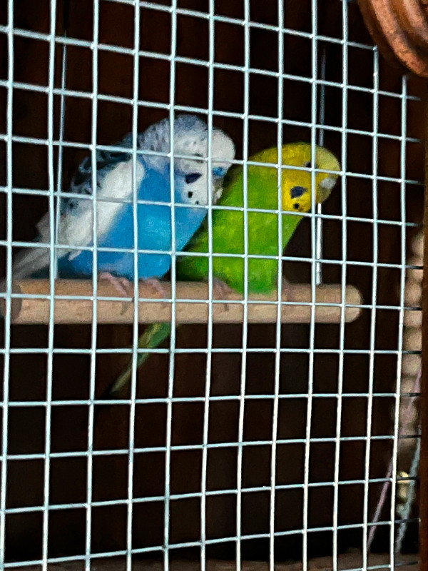 Budgies for adoption. in Birds for Rehoming in Chilliwack