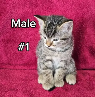 Kittens Ready to go, View more