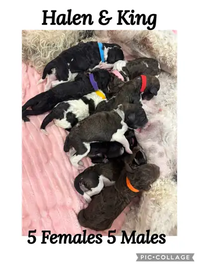2  Litters- CKC Standard Poodles- Prairie Belle Poodles, View more