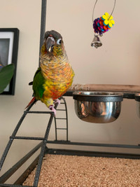 Conure for a loving home