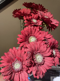 Silk Gerbera Daisies