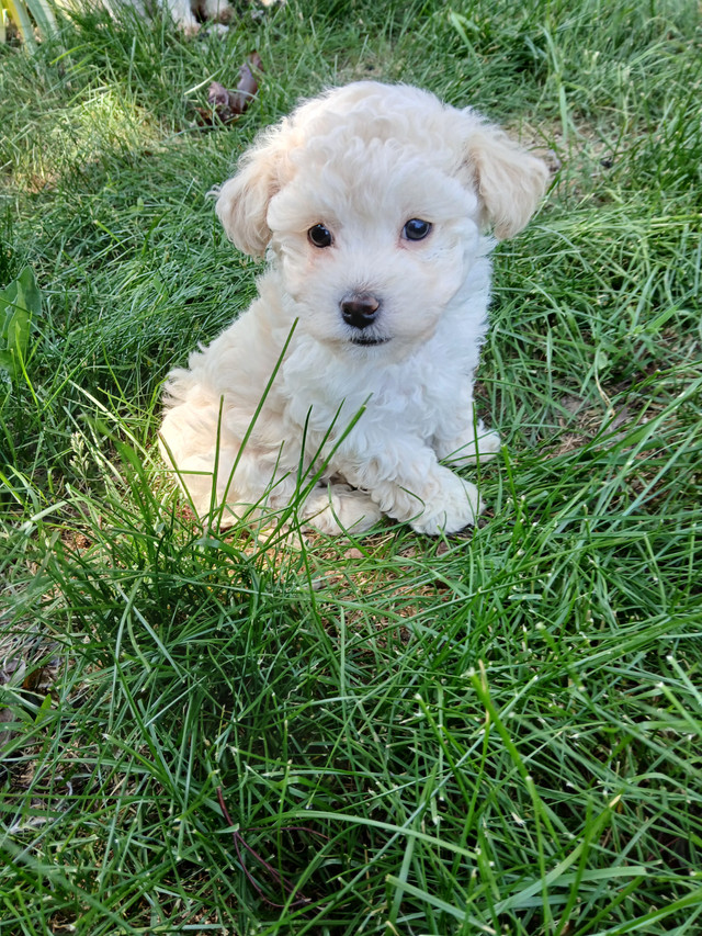 Bichon Poo Ready For Her New Home! in Dogs & Puppies for Rehoming in North Bay