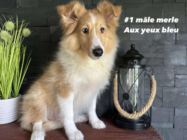 chiots berger shetland dans Chiens et chiots à adopter  à Victoriaville