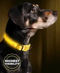LED Dog Collar - USB Rechargeable (Small, Yellow)