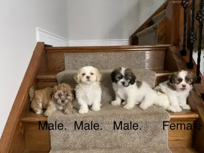 Shih-Tzu x Bichon Frise Puppies! Shichon! Ready Now!, View more