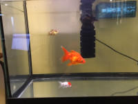 free goldfish x4