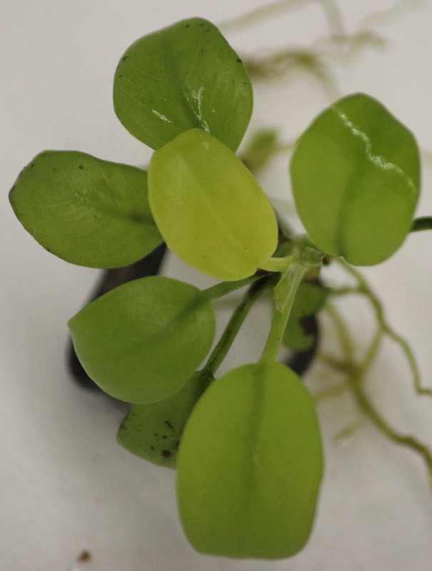 Locally Grown Aquarium Plants - Anubias and Bucephelandra in Fish for Rehoming in Ottawa - Image 4