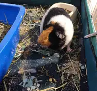 Single male guinea pig 