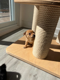 High quality Chihuahua puppies 