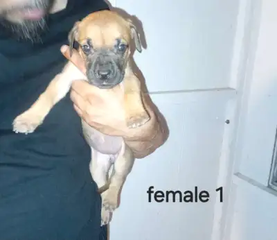 10puppie  daniff ( cane corso/ great dane/dogue de bordeaux, View more