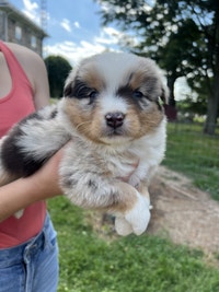 Pure Australian Shepherd puppies 