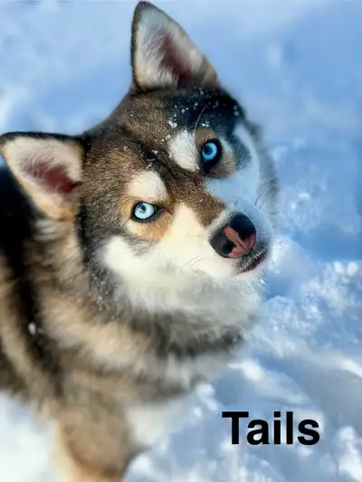   Male Mini Huskies Looking for Loving Homes , View more