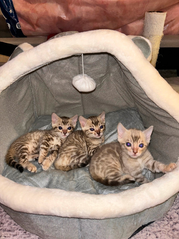 Snow Mink Bengals for sale in Cats & Kittens for Rehoming in City of Toronto - Image 3