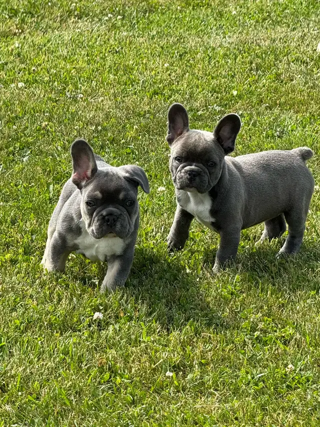  French bulldogs puppies  in Dogs & Puppies for Rehoming in Hamilton - Image 11