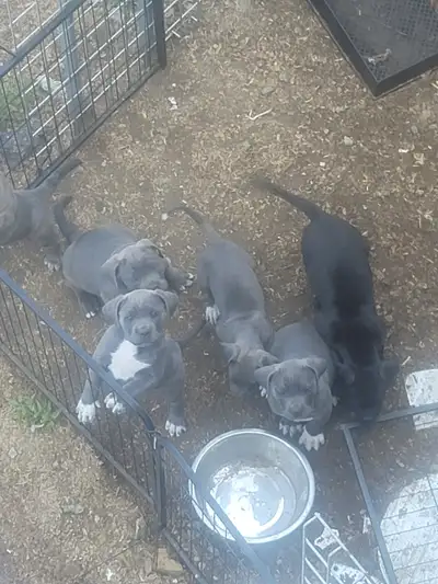 Puppies need a home!, View more